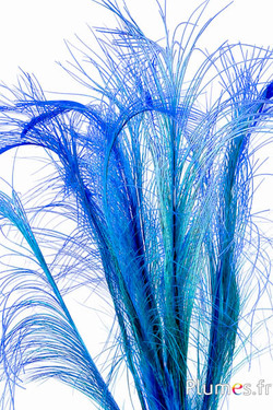 Fazant Hoki - 45-50 cm - turkoois-blauw